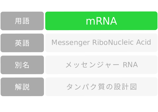 mRNA MessengerRNA タンパク質の設計図