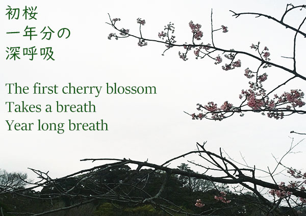 writing haiku sakura