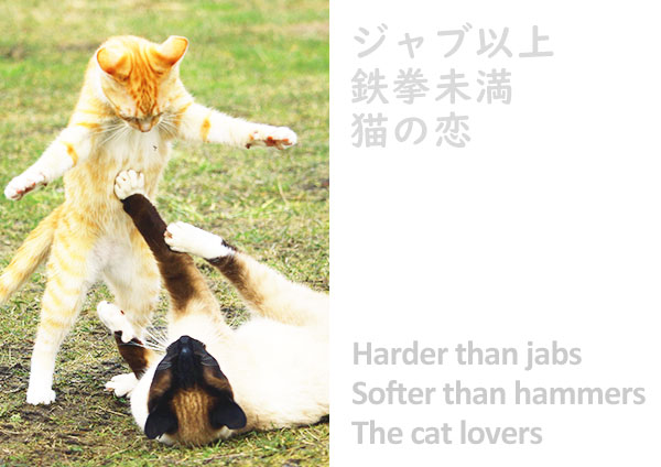 俳句 季語 猫の恋