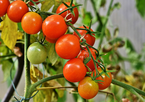 トマト 栽培 傾向対策解説