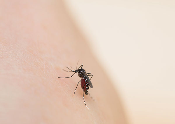 蚊(カ)の予防・駆除・対策まとめ